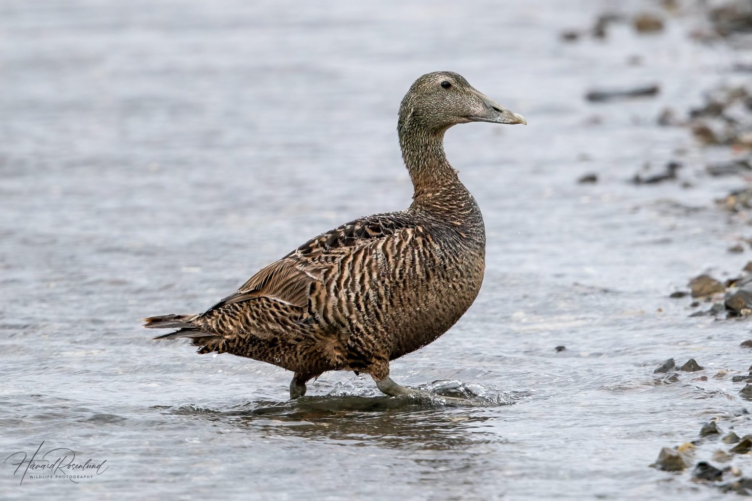 Common Eider (Somateria mollissima) - Female @ Fornebu, Norway. Photo: Håvard Rosenlund