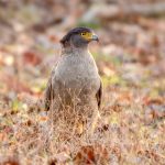 Crested Serpent-Eagle (Spilornis cheela) @ Kanha National Park, India. Photo: Håvard Rosenlund