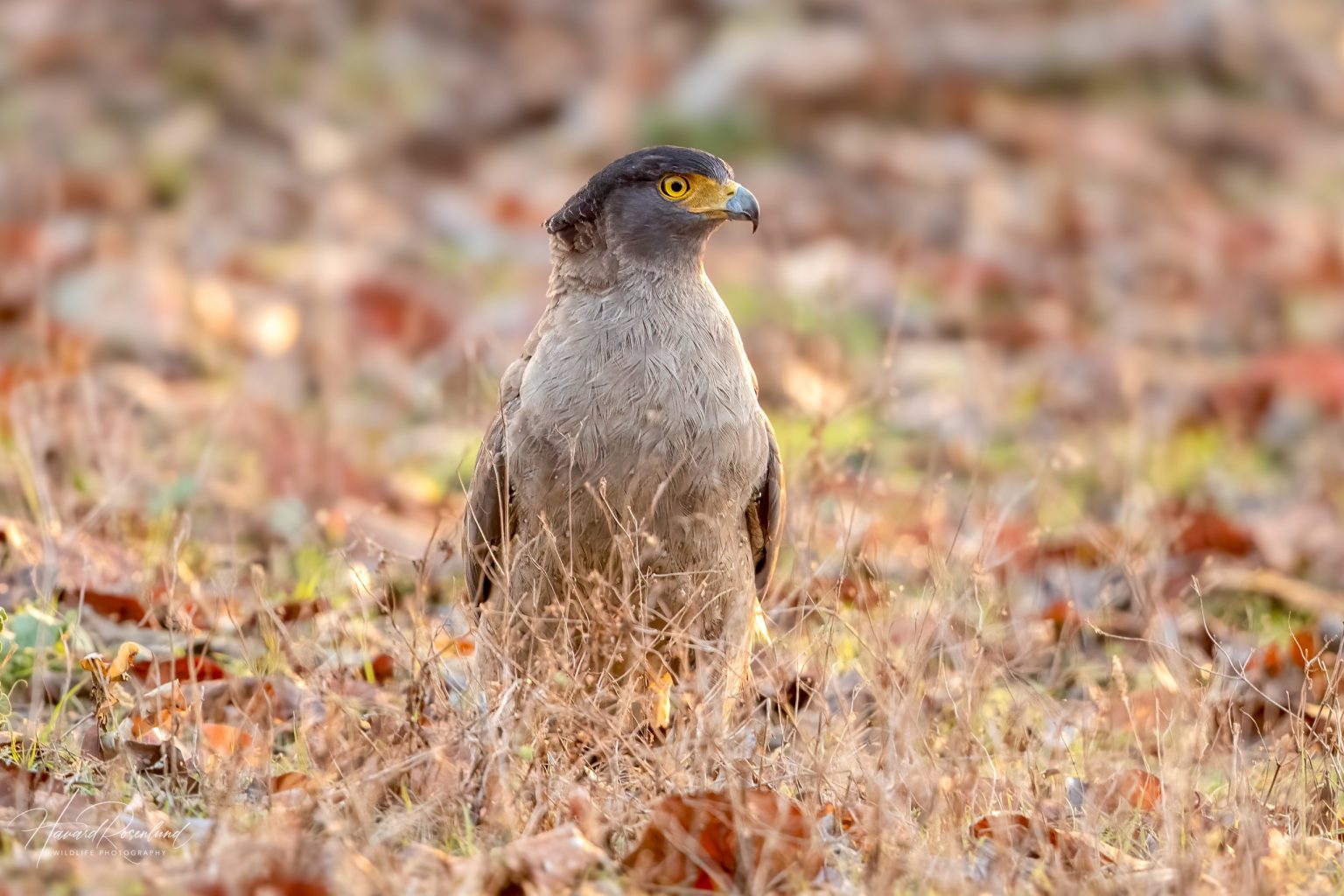 Orientsnokørn (Spilornis cheela) @ Kanha National Park, India. Foto: Håvard Rosenlund