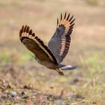 Crested Serpent-Eagle (Spilornis cheela) @ Kanha National Park, India. Photo: Håvard Rosenlund