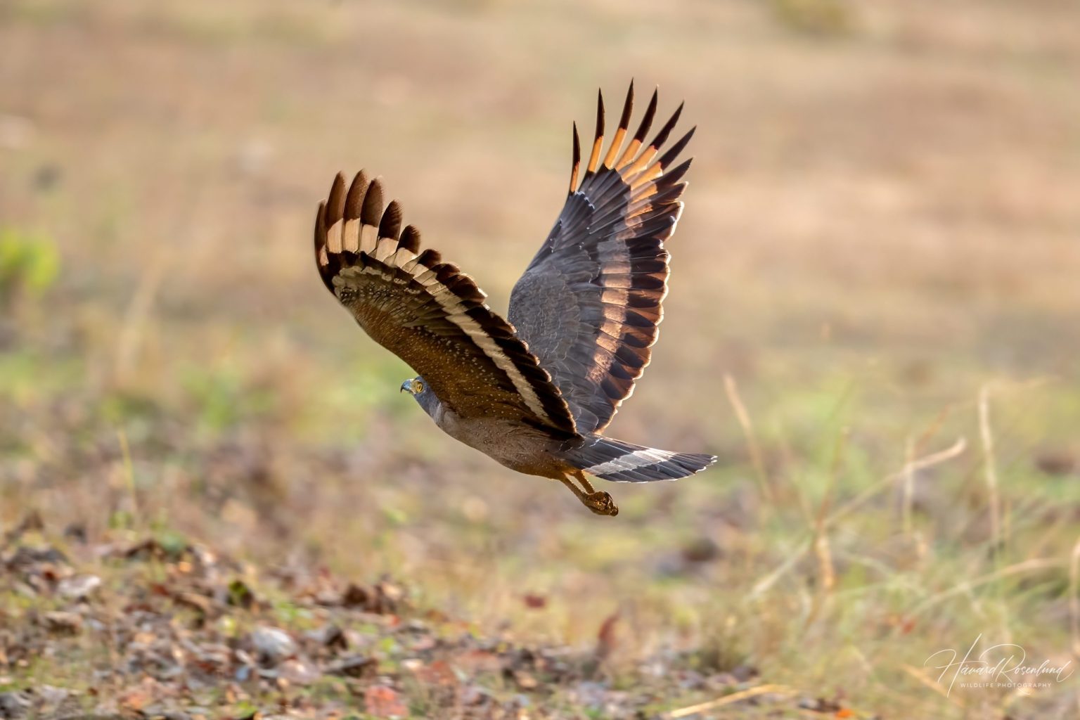 Crested Serpent-Eagle (Spilornis cheela) @ Kanha National Park, India. Photo: Håvard Rosenlund