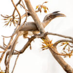 Indian Grey Hornbill (Ocyceros birostris) @ Satpura National Park, India. Photo: Håvard Rosenlund