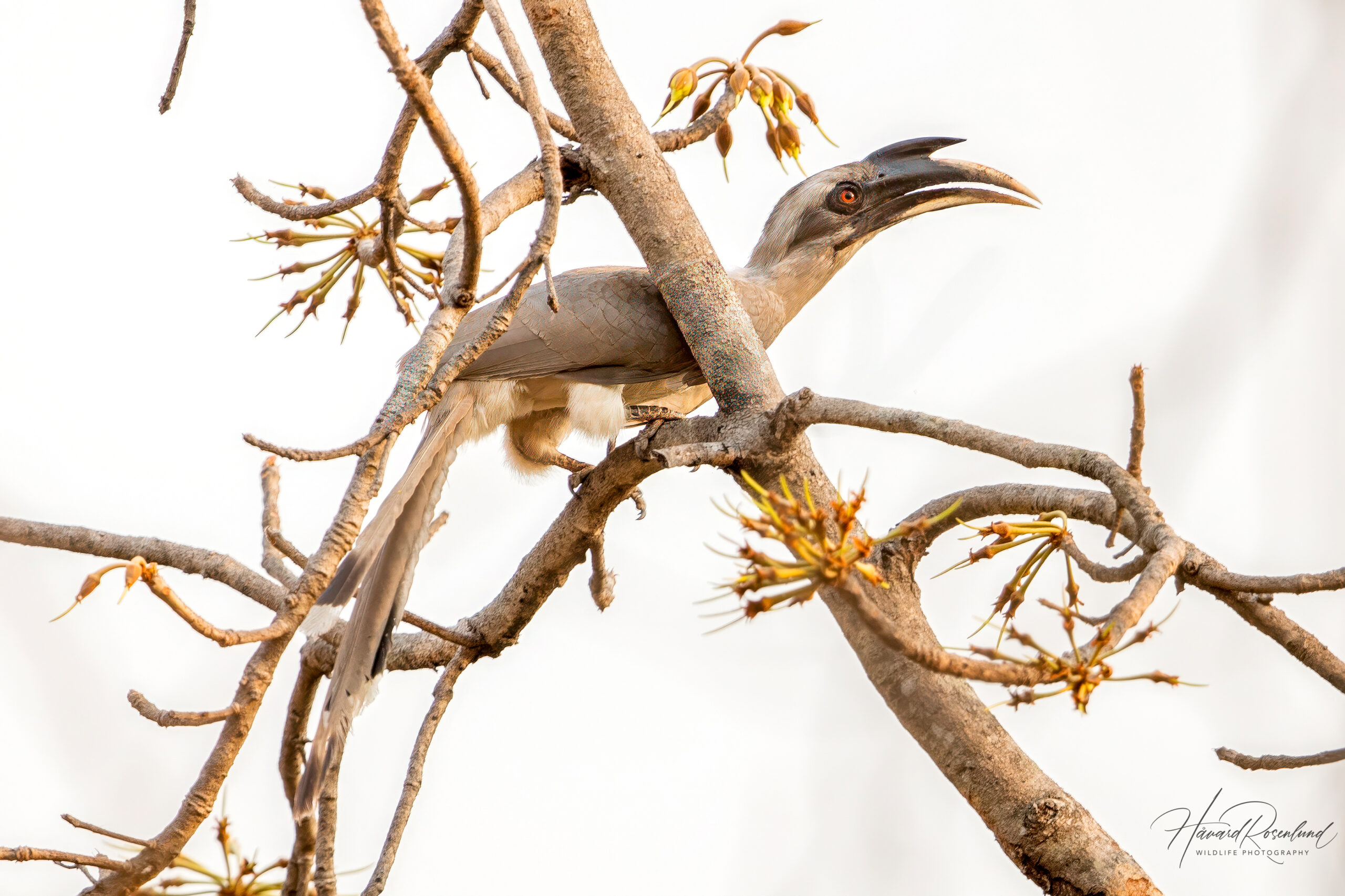 Indiahornfugl (Ocyceros birostris) @ Satpura National Park, India. Foto: Håvard Rosenlund