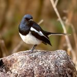 Oriental Magpie-Robin (Copsychus saularis) - Male @ Kanha National Park, India. Photo: Håvard Rosenlund