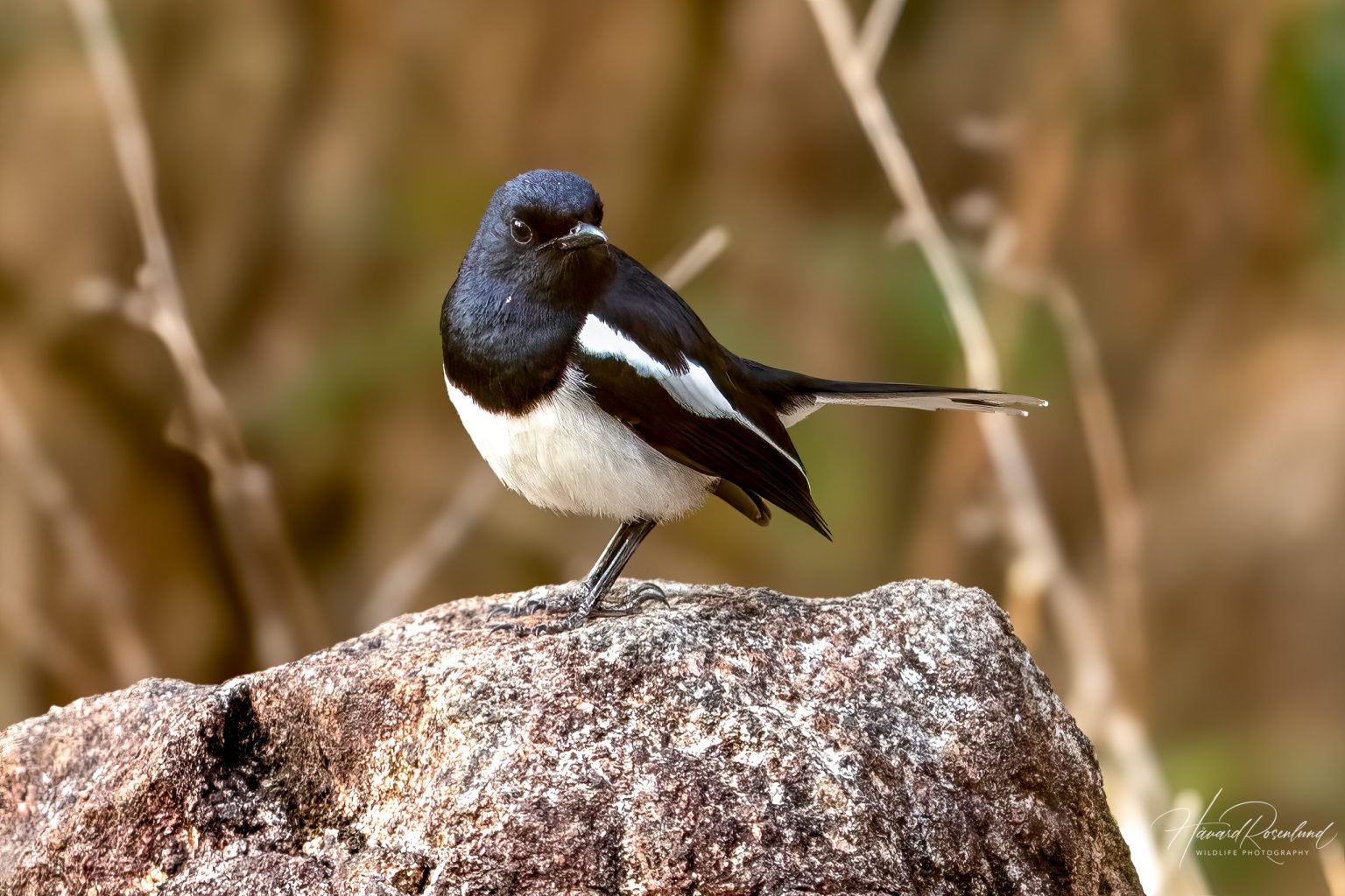 Oriental Magpie-Robin (Copsychus saularis) - Male @ Kanha National Park, India. Photo: Håvard Rosenlund