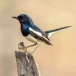 Oriental Magpie-Robin (Copsychus saularis) - Male @ Satpura National Park, India. Photo: Håvard Rosenlund
