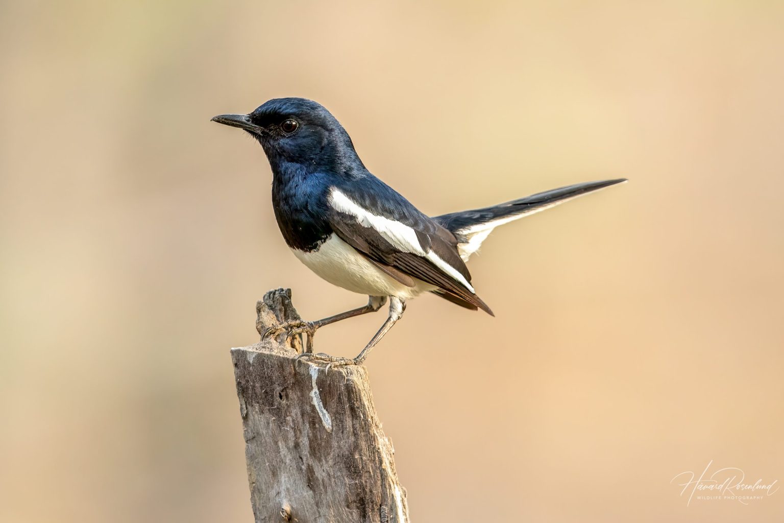 Orientskjæreskvett (Copsychus saularis) - Hannfugl @ Satpura National Park, India. Foto: Håvard Rosenlund