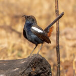 Indian Robin (Copsychus fulicatus) @ Satpura National Park, India. Photo: Håvard Rosenlund