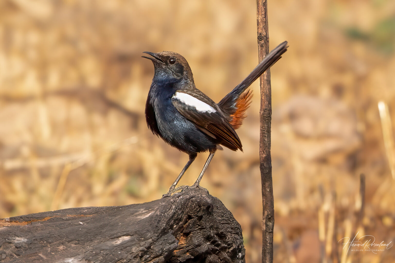 Hinduskvett (Copsychus fulicatus) @ Satpura National Park, India. Foto: Håvard Rosenlund