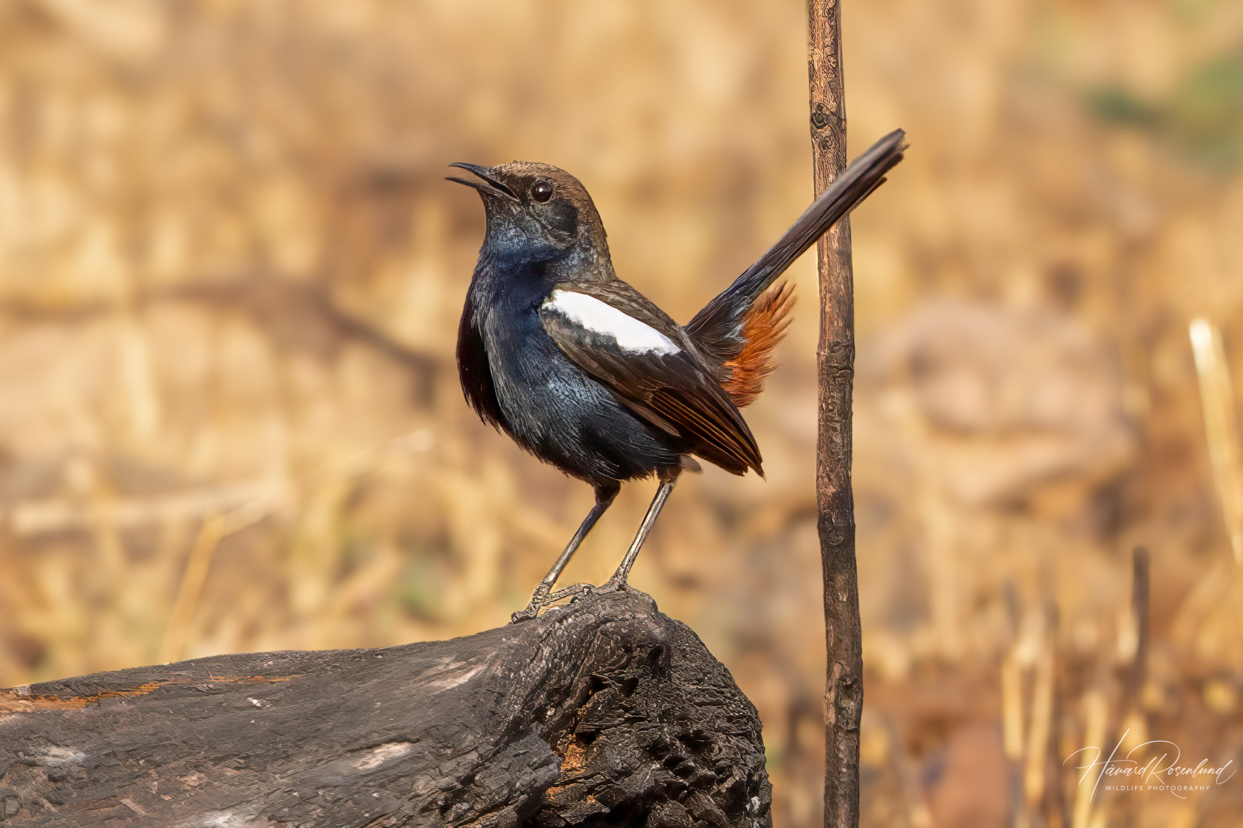 Hinduskvett (Copsychus fulicatus) @ Satpura National Park, India. Foto: Håvard Rosenlund