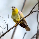 Yellow-footed Green-Pigeon (Treron phoenicopterus) @ Satpura National Park, India. Photo: Håvard Rosenlund