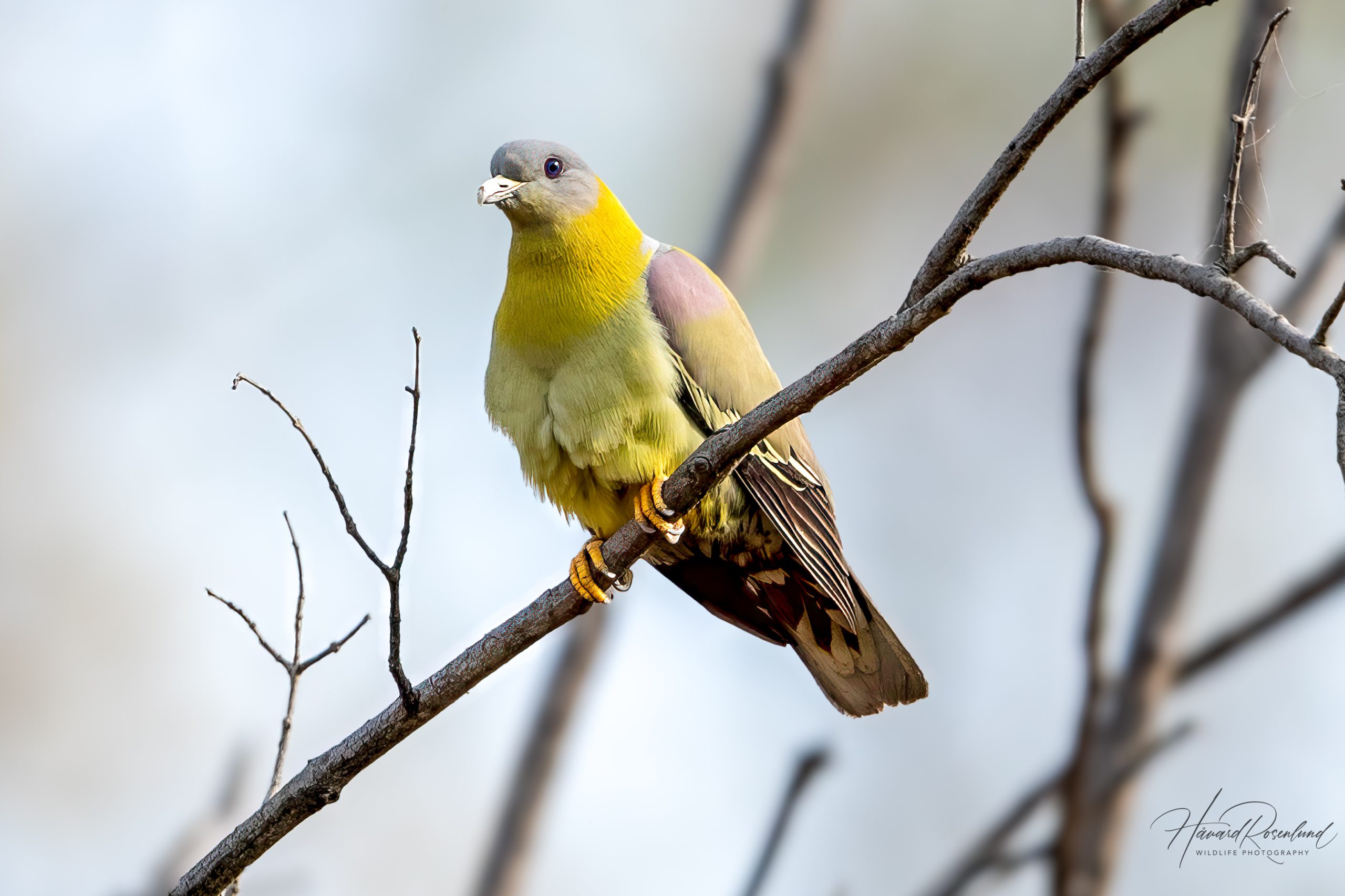 Kragegrønndue (Treron phoenicopterus) @ Satpura National Park, India. Foto: Håvard Rosenlund