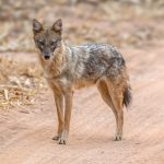 Golden Jackal (Canis aureus) @ Bandhavgarh National Park, India. Photo: Håvard Rosenlund