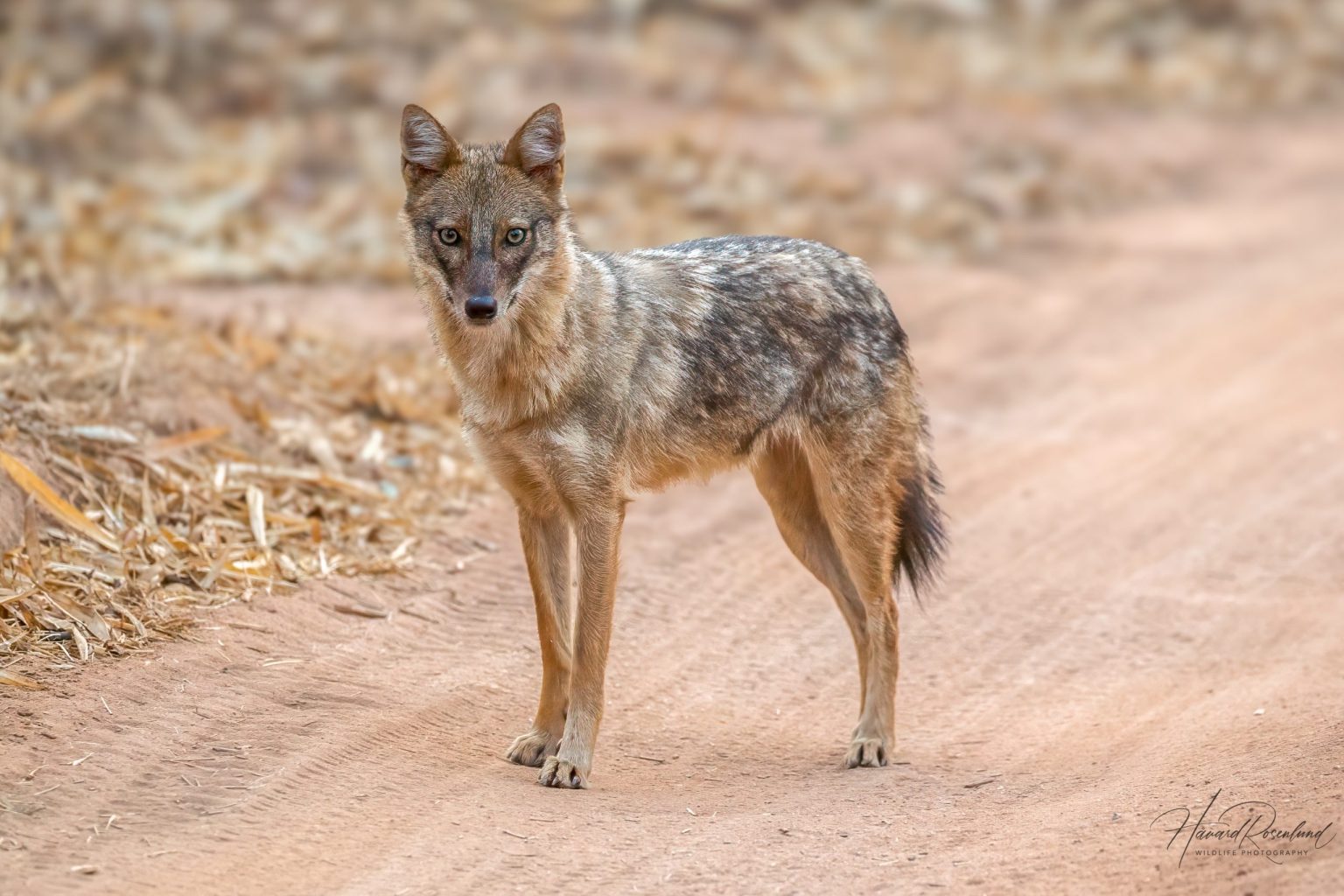 Gullsjakal (Canis aureus) @ Bandhavgarh National Park, India. Foto: Håvard Rosenlund