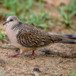 Spotted Dove (Spilopelia chinensis) @ Kanha National Park, India. Photo: Håvard Rosenlund