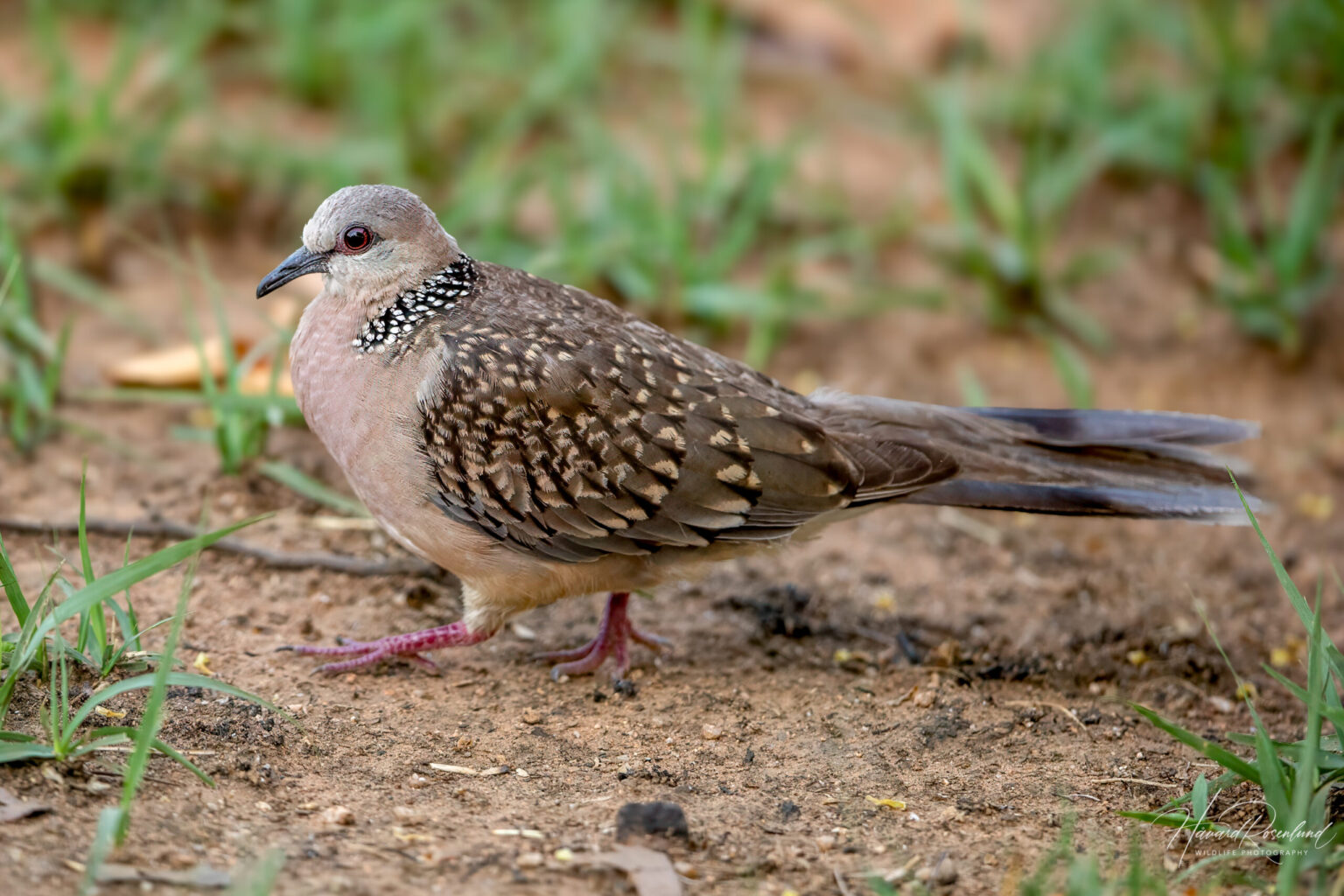 Spotted Dove (Spilopelia chinensis) @ Kanha National Park, India. Photo: Håvard Rosenlund