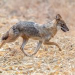 Golden Jackal (Canis aureus) @ Bandhavgarh National Park, India. Photo: Håvard Rosenlund