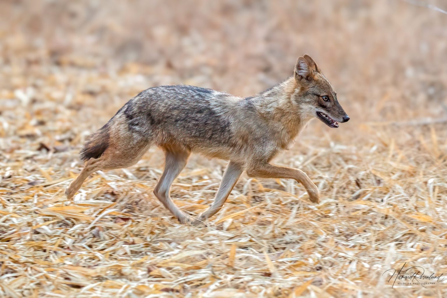 Golden Jackal (Canis aureus) @ Bandhavgarh National Park, India. Photo: Håvard Rosenlund