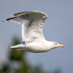European Herring Gull (Larus argentatus) @ Fornebu, Norway. Photo: Håvard Rosenlund