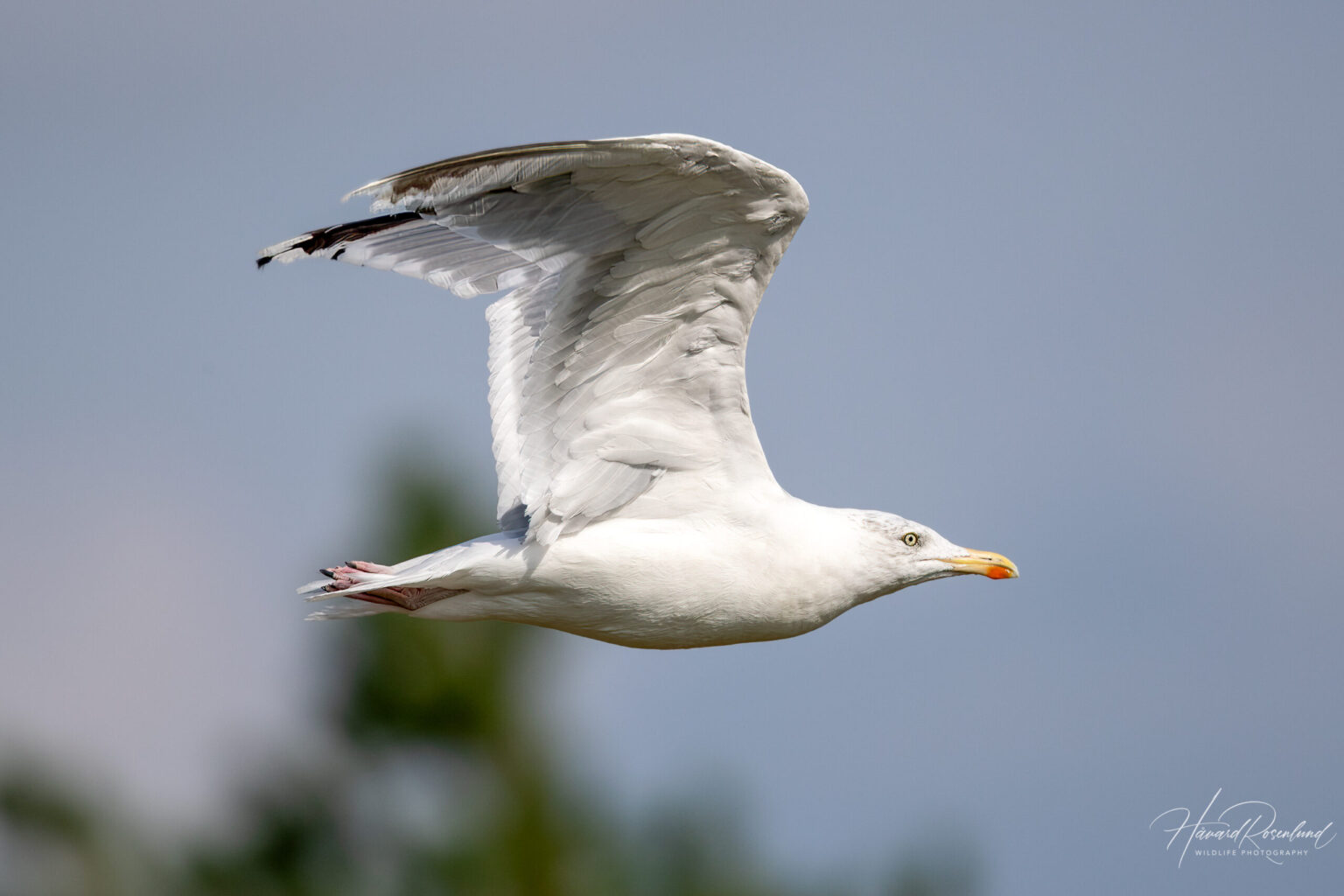 European Herring Gull (Larus argentatus) @ Fornebu, Norway. Photo: Håvard Rosenlund