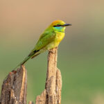 Asian Green Bee-eater (Merops orientalis) @ Satpura National Park, India. Photo: Håvard Rosenlund