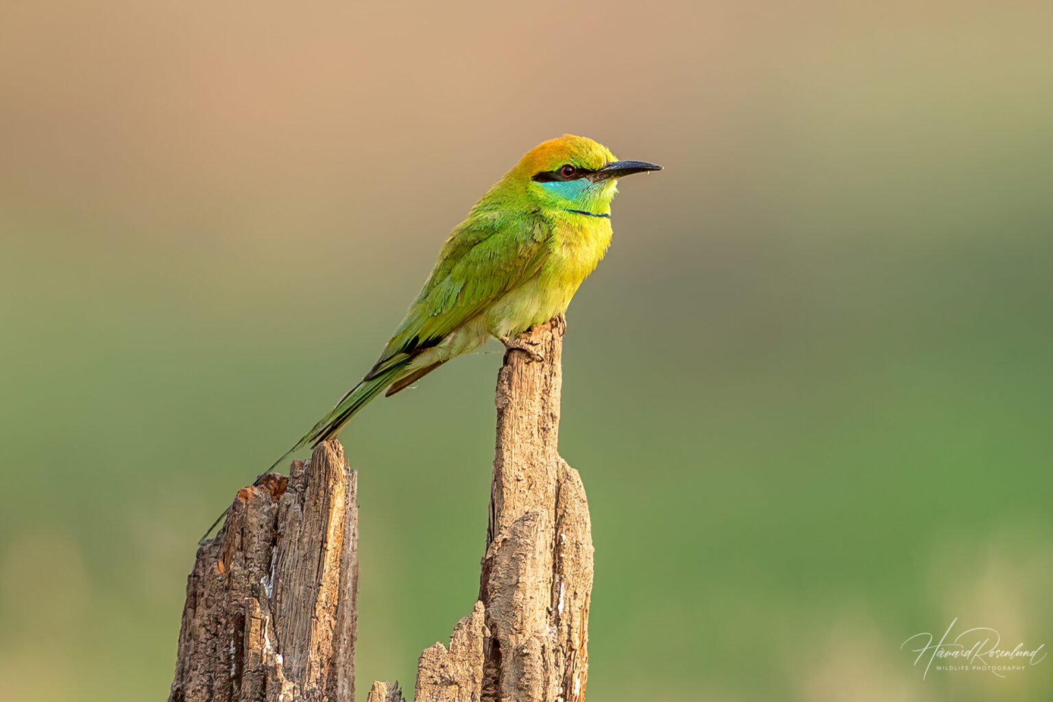 Beryllbieter (Merops orientalis) @ Satpura National Park, India. Foto: Håvard Rosenlund
