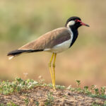 Red-wattled Lapwing (Vanellus indicus) @ Satpura National Park, India. Photo: Håvard Rosenlund