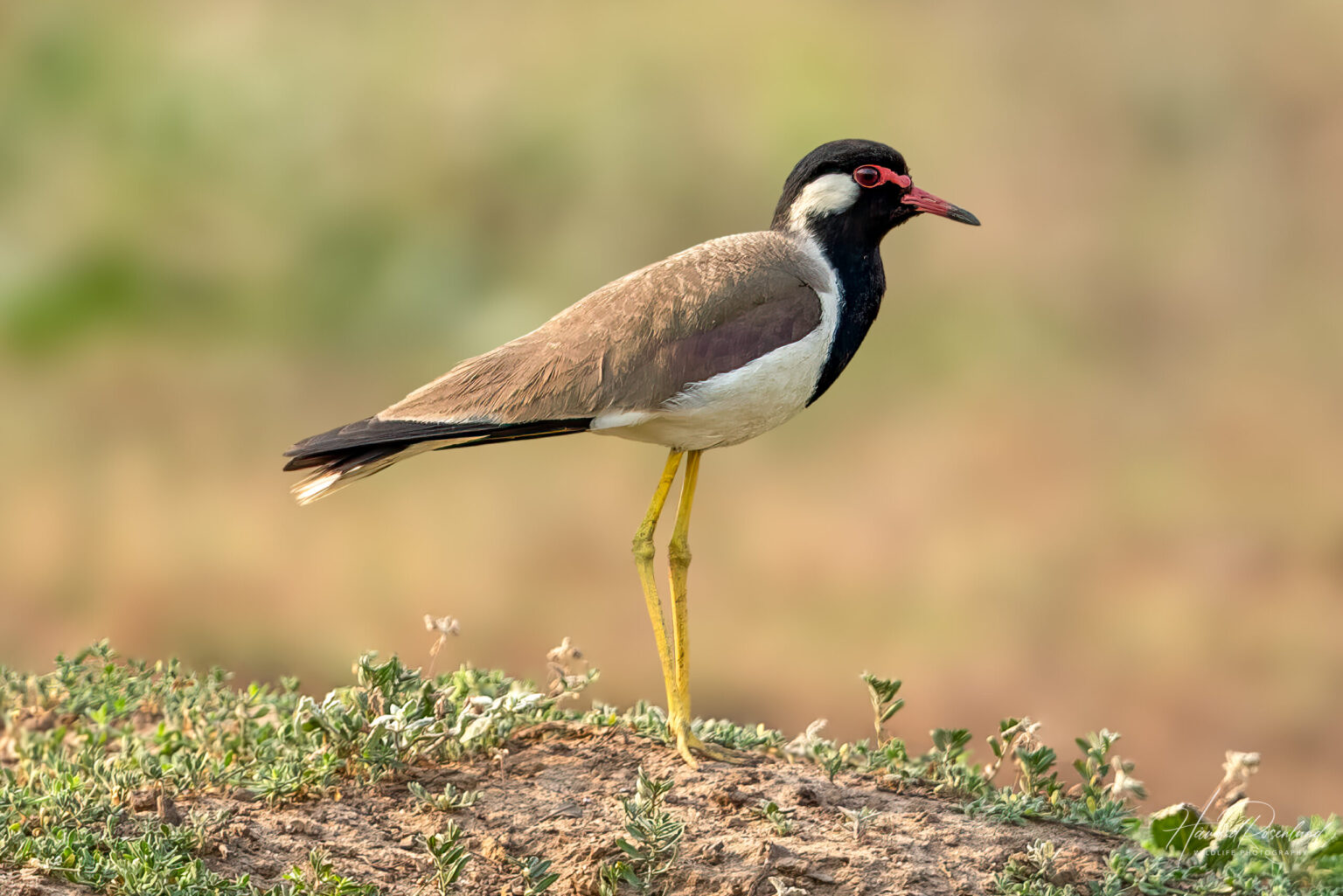 Brillevipe (Vanellus indicus) @ Satpura National Park, India. Foto: Håvard Rosenlund