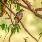 Common Hawk-Cuckoo (Hierococcyx varius) @ Satpura National Park, India. Photo: Håvard Rosenlund