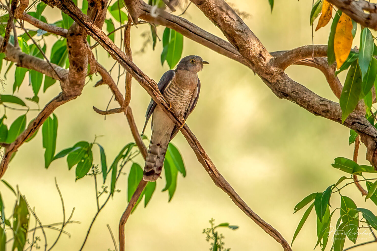 Common Hawk-Cuckoo (Hierococcyx varius) @ Satpura National Park, India. Photo: Håvard Rosenlund