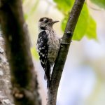 Lesser Spotted Woodpecker (Dryobates minor) - Female @ Fornebu, Norway. Photo: Håvard Rosenlund