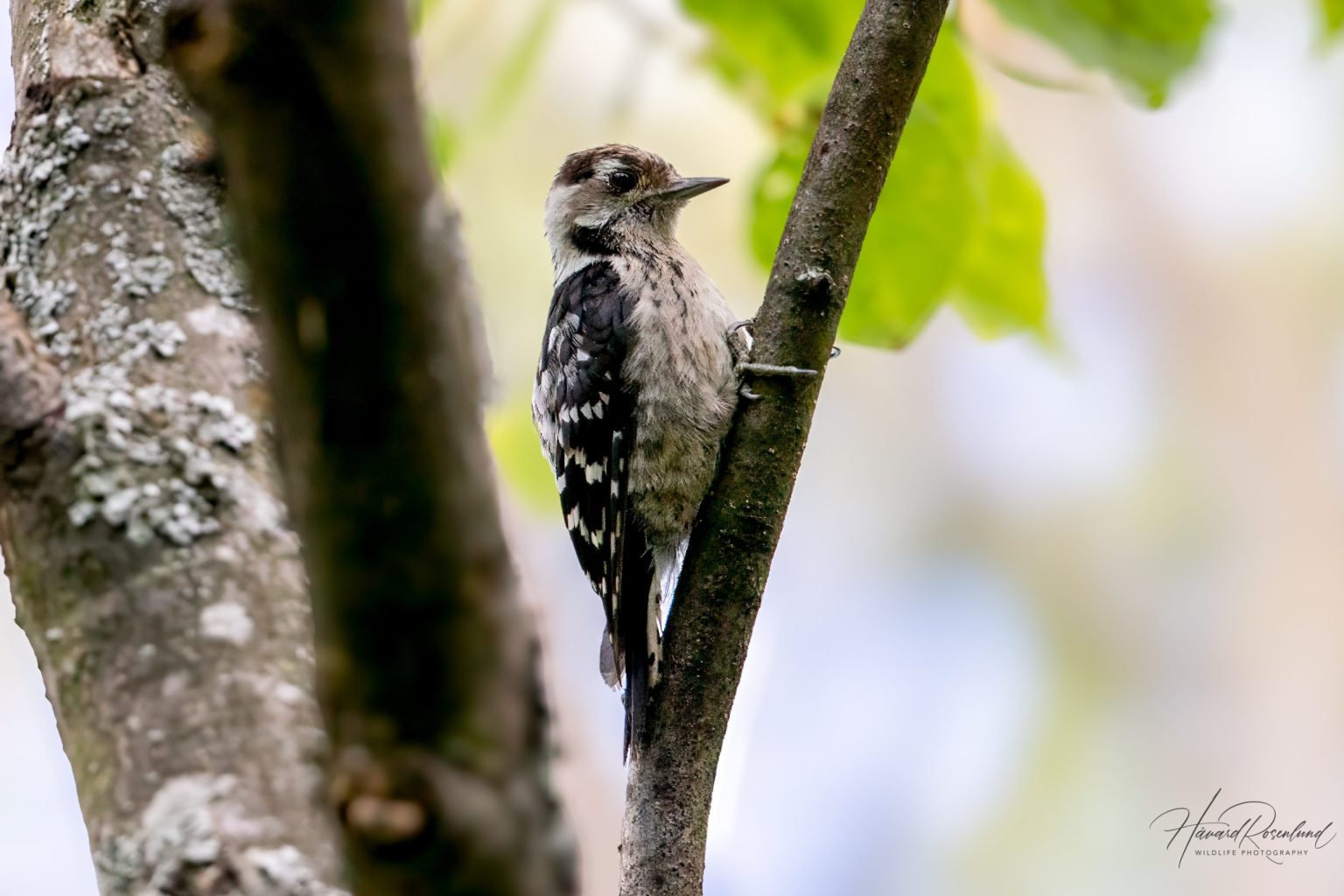 Lesser Spotted Woodpecker (Dryobates minor) - Female @ Fornebu, Norway. Photo: Håvard Rosenlund