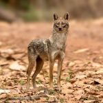 Golden Jackal (Canis aureus) @ Kanha National Park, India. Photo: Håvard Rosenlund