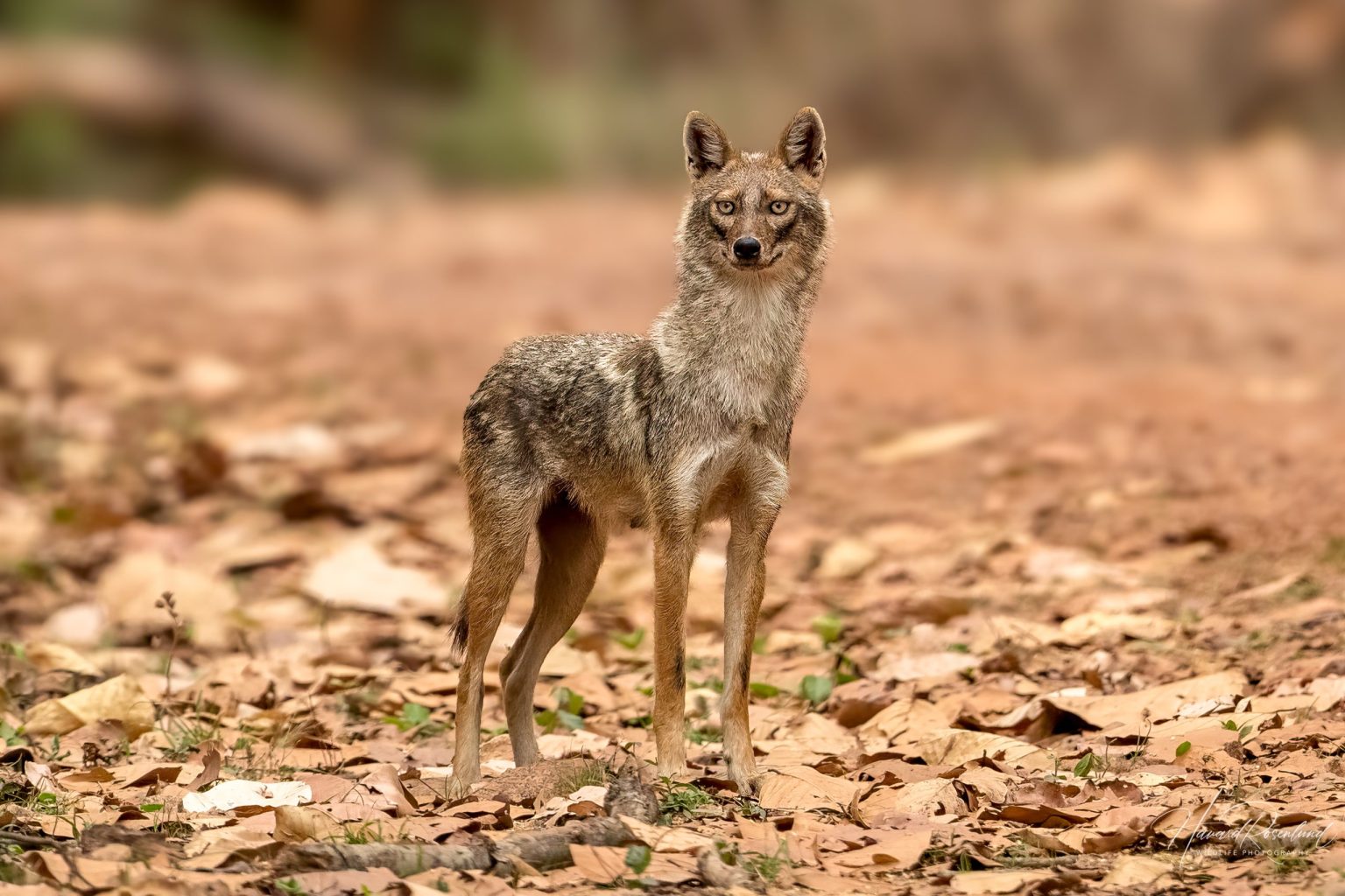 Golden Jackal (Canis aureus) @ Kanha National Park, India. Photo: Håvard Rosenlund