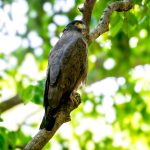 Crested Serpent-Eagle (Spilornis cheela) @ Bandhavgarh National Park, India. Photo: Håvard Rosenlund