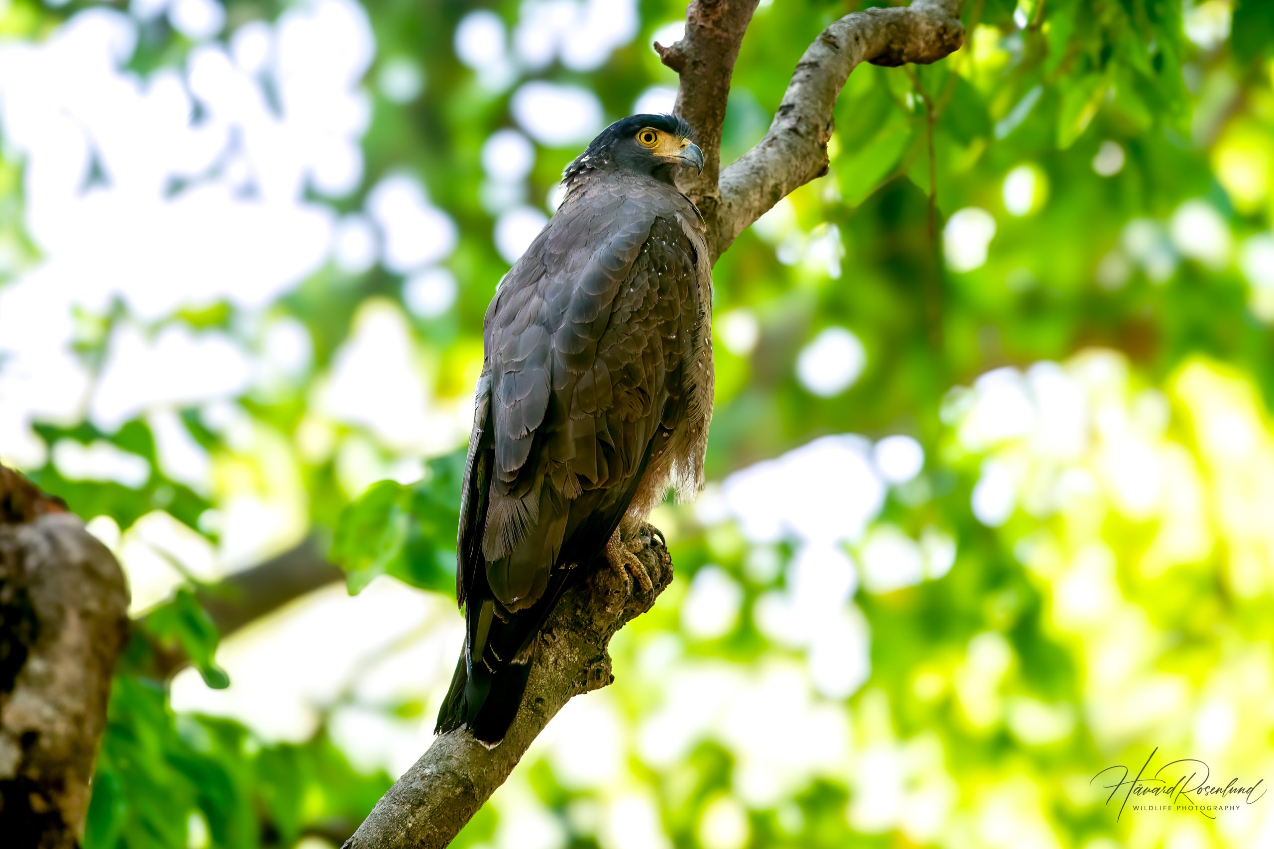 Orientsnokørn (Spilornis cheela) @ Bandhavgarh National Park, India. Foto: Håvard Rosenlund