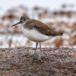 Green Sandpiper (Tringa ochropus) @ Lista, Norway. Photo: Håvard Rosenlund
