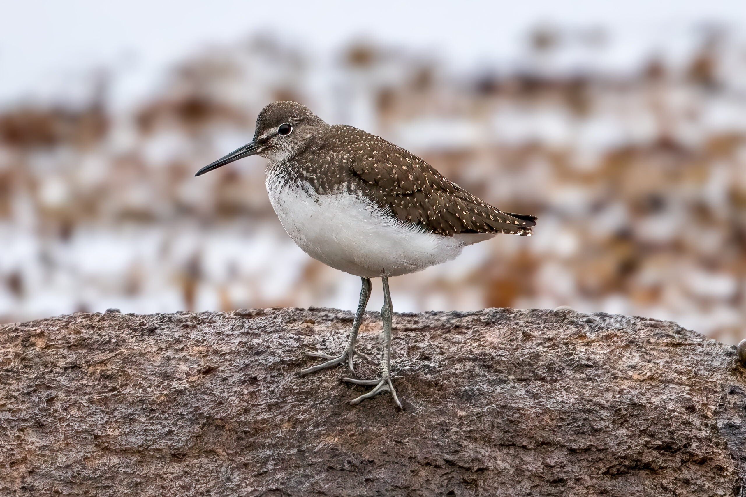 Green Sandpiper (Tringa ochropus) @ Lista, Norway. Photo: Håvard Rosenlund