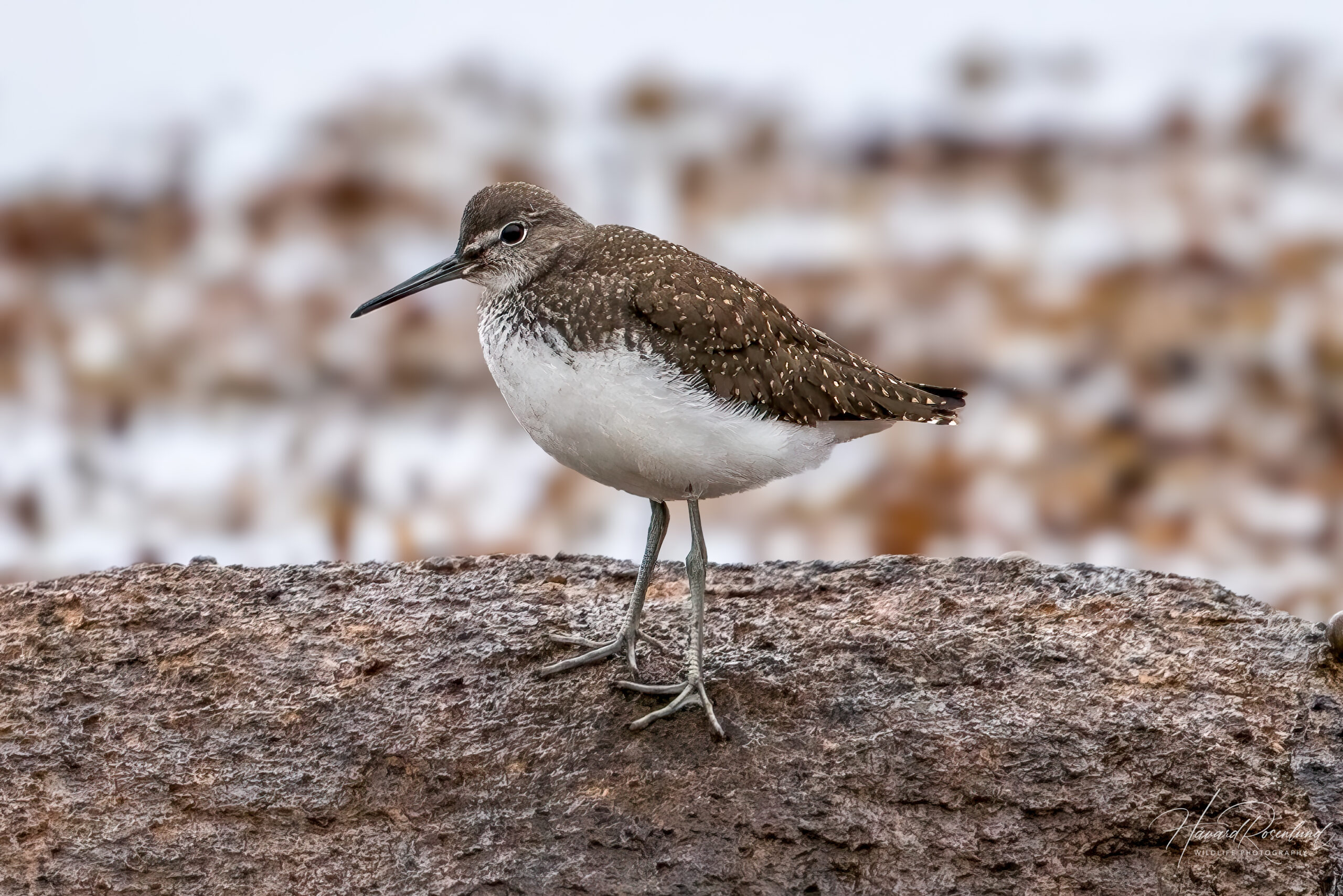 Skogsnipe (Tringa ochropus) @ Lista. Foto: Håvard Rosenlund