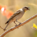 Yellow-throated Sparrow (Gymnoris xanthocollis) @ Satpura National Park, India. Photo: Håvard Rosenlund