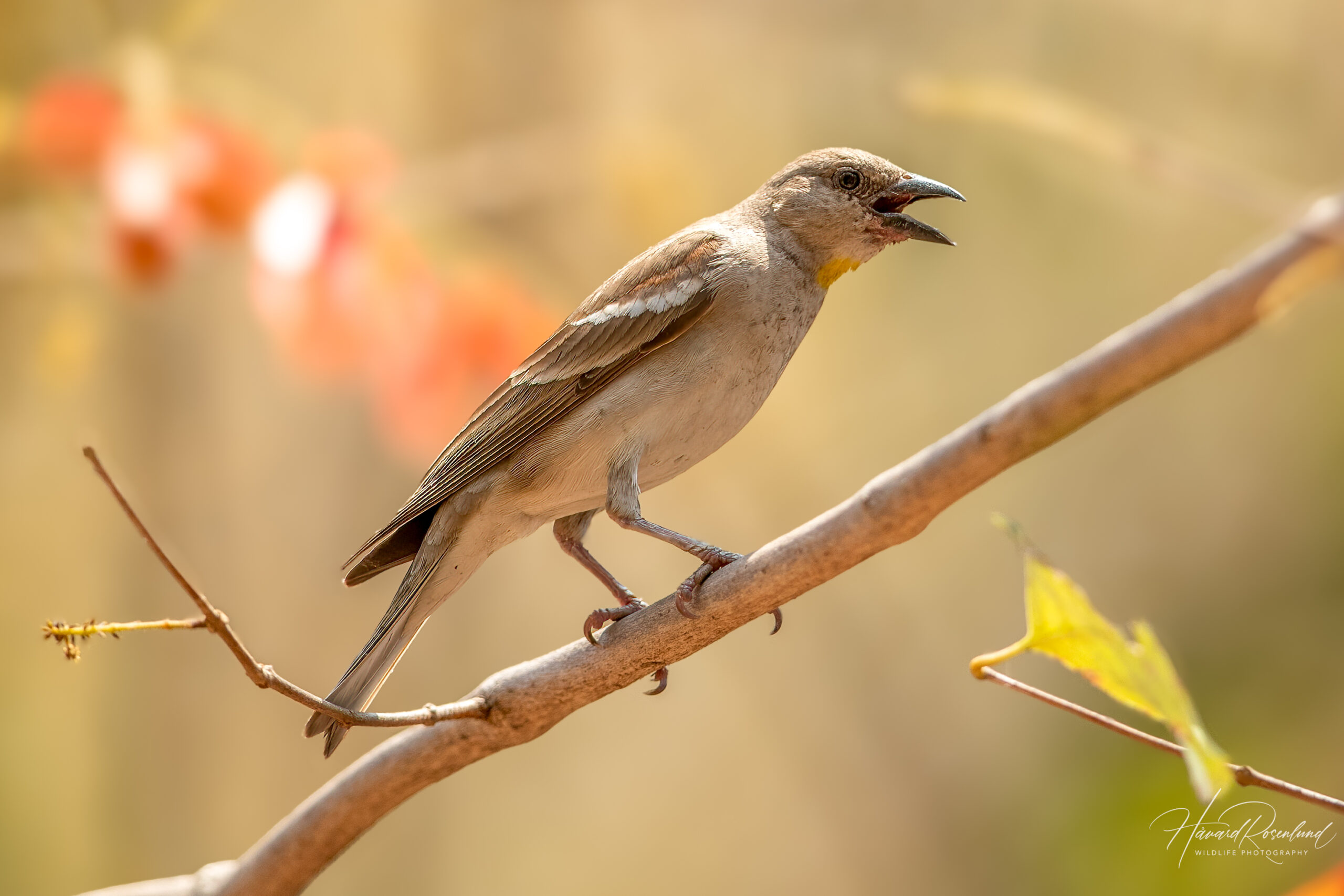 Gulstrupesteinspurv (Gymnoris xanthocollis) @ Satpura National Park, India. Foto: Håvard Rosenlund