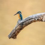 Common Kingfisher (Alcedo atthis) @ Bandhavgarh National Park, India. Photo: Håvard Rosenlund