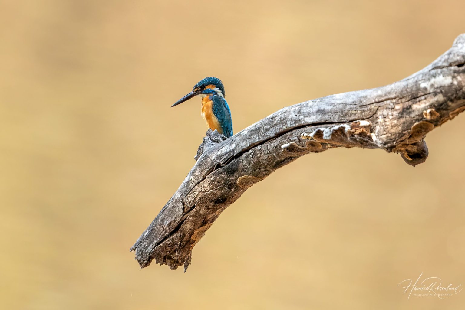 Common Kingfisher (Alcedo atthis) @ Bandhavgarh National Park, India. Photo: Håvard Rosenlund