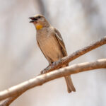 Yellow-throated Sparrow (Gymnoris xanthocollis) @ Satpura National Park, India. Photo: Håvard Rosenlund