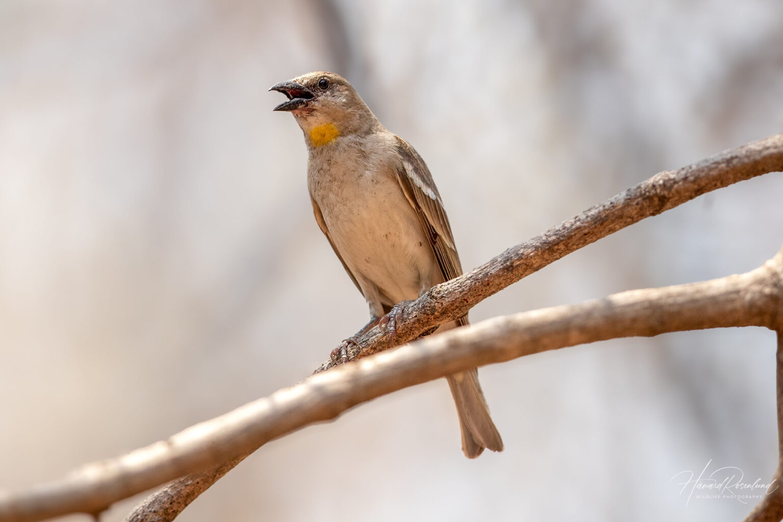 Yellow-throated Sparrow (Gymnoris xanthocollis) @ Satpura National Park, India. Photo: Håvard Rosenlund