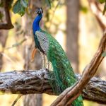 Indian Peafowl (Pavo cristatus) @ Bandhavgarh National Park, India. Photo: Håvard Rosenlund