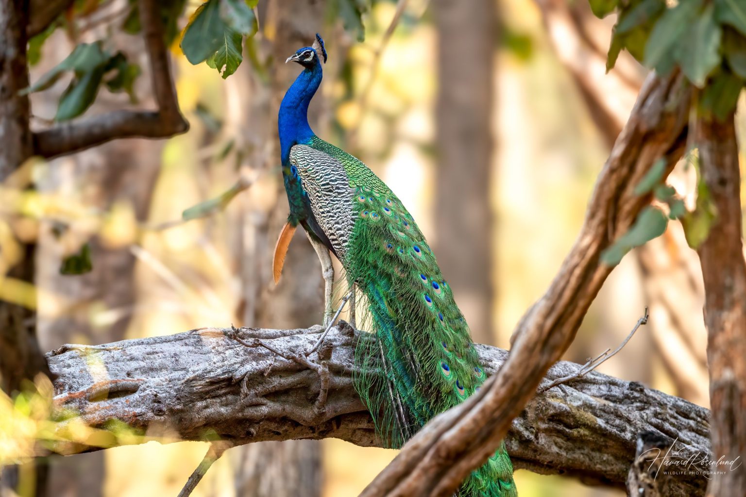 Indian Peafowl (Pavo cristatus) @ Bandhavgarh National Park, India. Photo: Håvard Rosenlund