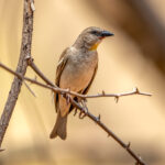 Yellow-throated Sparrow (Gymnoris xanthocollis) @ Satpura National Park, India. Photo: Håvard Rosenlund