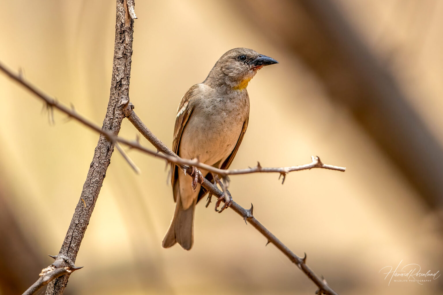 Yellow-throated Sparrow (Gymnoris xanthocollis) @ Satpura National Park, India. Photo: Håvard Rosenlund