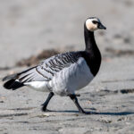 Barnacle Goose (Branta leucopsis) @ Fornebu, Norway. Photo: Håvard Rosenlund